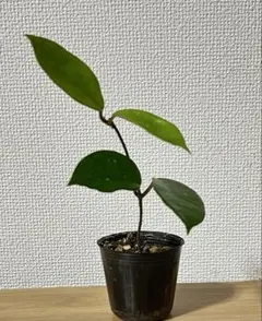鉢付き】希少 ドリナリア スペシオサ - メルカリ
