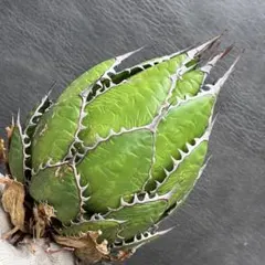 499 アガベ “ホリダ ”極上株 極上強刺 Agave horridのサムネイル