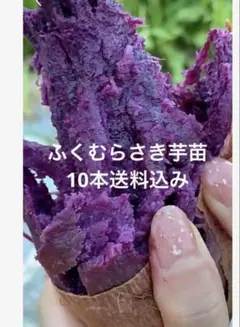 ふくムラサキ紫芋苗20本セール - メルカリ