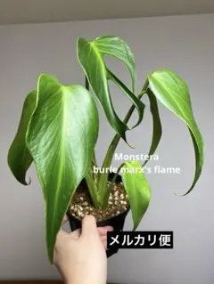 2026年最新】バールマルクスフレームの人気アイテム - メルカリ