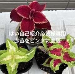 コリウス苗3本セットA ￼はい自己紹介必続様専用　￼ピンク入り　カラーリーフ
