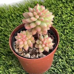 shiromo様 速達付き 2点 まとめ商品