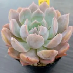 えみれん様 リクエスト 2点 まとめ商品