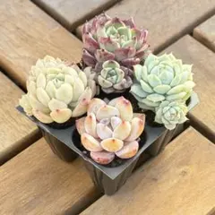 ꕤ 現品 4苗セットꕤ 多肉植物 ꕤ 美苗ꕤ 【T-42】