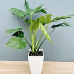 2026年最新】モンステラの人気アイテム - メルカリ