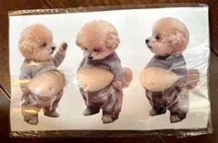 トイプードル　おなかシール　お腹シール　ぷにぷにシール　3枚