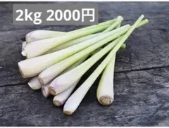 2025年最新】レモングラス 苗の人気アイテム - メルカリ