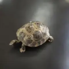 木彫り 亀 置物 蓑亀 縁起物 工芸品 天然木 台座付き - メルカリ