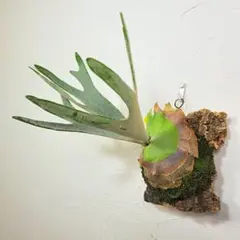 2025年最新】ベイチー リサの人気アイテム - メルカリ