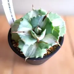 まるちゃん様 リクエスト 2点 まとめ商品