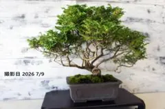 盆栽 『磯山椒』 インテリア オブジェ 観葉植物 ガーデニング 送料無料
