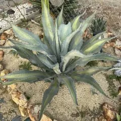 2025年最新】アガベ アメリカーナ レモンライムの人気アイテム - メルカリ