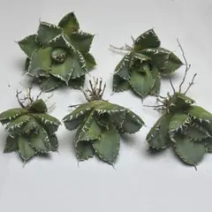 アガベ　連刺フィリグリー　メルカリ便 アガベ フィリグリー子株② チタノタ filigree 連刺 - メルカリ