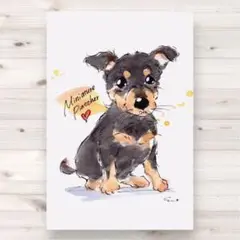 イラスト 原画 ポストカード 絵 【ミニチュアピンシャー】265