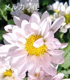 2025年最新】花、苗の人気アイテム - メルカリ