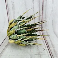 アガベ ユタエンシス エボリスピナ ベアルート株 現地球 ボールタイプ