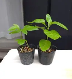 チャボトケイソウとアシュワガンダの苗＆種子①のサムネイル
