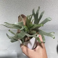 2025年最新】ビカクシダ ジェイドガールの人気アイテム - メルカリ