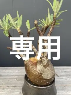 2025年最新】invisible ink srlの人気アイテム - メルカリ