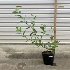 ピンクグアバ 取木苗 - メルカリ