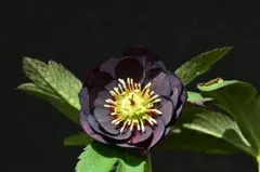 2026年最新】加藤農園さん苗の人気アイテム - メルカリ