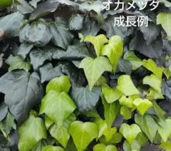 ⭐️専用⭐️観葉植物 斑入りオカメヅタ 新芽カット苗 5本 挿し穂 ガーデニング ⭐️専用⭐️観葉植物 斑入りオカメヅタ 新芽カット苗 5本 挿し穂