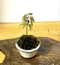 2026年最新】もみじ盆栽の人気アイテム - メルカリ