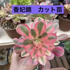 2026年最新】香妃錦 アエオニウムの人気アイテム - メルカリ