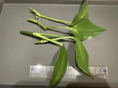 ヤマサキカズラ　カット苗　3節（水上葉）のサムネイル