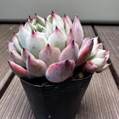 おらいさん苗 青札 ざわわ そわそわ カット苗セット 多肉植物 - メルカリ