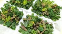 メルカリ便 訳あり4パックセット たっぷり多肉植物　カット苗　セダム　詰め合わせ