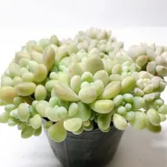 KSKS♡様 リクエスト 2点 まとめ商品