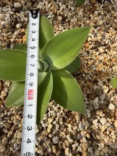 ♥*️様 アガベ アテナータ　 観葉植物のサムネイル