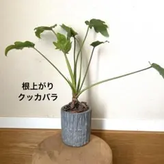2026年最新】クッカバラの人気アイテム - メルカリ
