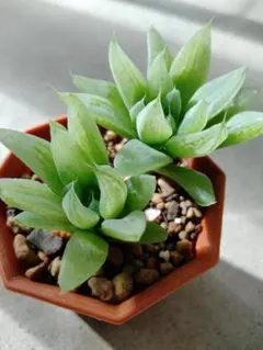 ハオルチア　雪の華　抜き苗