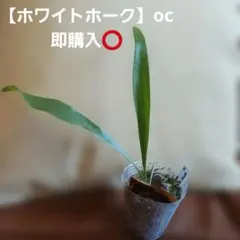 ビカクシダ 【ホワイトホーク】 OC株 7/21撮影のサムネイル