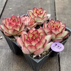 ももはる様 リクエスト 2点 まとめ商品