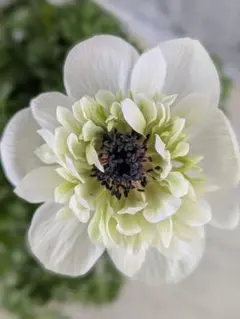 tommy様 リクエスト 2点 まとめ商品