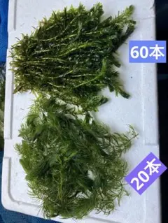 天然アナカリス＆マツモ❗️⚠️猫太郎様専用ページ❗️アナカリス６０本❗️マツモ２０本‼️