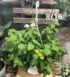 ポーチュラカ ミックス寄せ植え 6寸吊り鉢ごと 苗 植物 - メルカリ