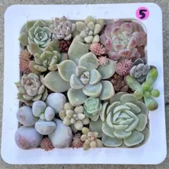 5多肉植物　寄せ植え　詰め合せセット