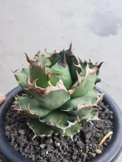 アガベチタノタ農大（親株） アガベ・チタノータ・農大（Agave titanota）の紹介 – ゆるぷ