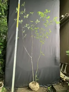 超美形。山採りヤマモミジ2.5M(鉢底から)品番② 超美形。山採りヤマモミジ2.5M(鉢底から)◎斑紋入り◎根回し済 - メルカリ