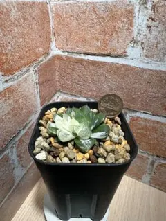 k*7様 ハオルチア オブツーサ錦（21）