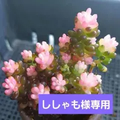 ししゃも様 リクエスト 4点 まとめ商品