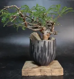 【セール】ボスウェリア　ネグレクタ　No.001　メルカリ便　鉢、送料込 ネグレクタ – Hachi-8