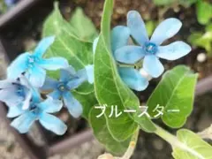 ロペママ様 リクエスト 2点 まとめ商品