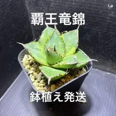 七夕セール　アガベ　チタノタ　覇王竜錦　安心の発根済 鉢植え発送のサムネイル