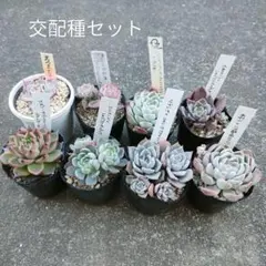 ぱぁる*様専用 交配種 セット② グリコアさん かげとりさん 札付き 抜き苗