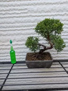 盆栽真柏 ミニ 陶器鉢のサムネイル